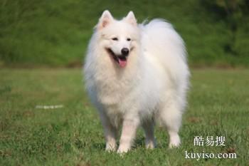 惠州市训犬学校 比较转专业的宠物训练基地 惠狗狗训练学校