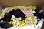 天津静海狗狗火化地点