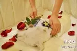西安曲江新区宠物猫死亡处理