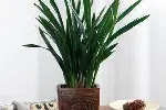 北京绿植花卉租摆租赁养护公司