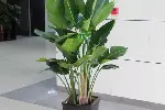 北京室内绿植租摆公司