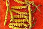 莱芜回收礼品冬虫夏草电话-莱芜市收购散装冬虫夏草价格