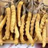 柳州市回收鲜干冬虫夏草-1根-1克-1两-1市斤-1公斤价格