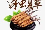 天津市回收鲜干冬虫夏草-1根-1克-1两-1市斤-1公斤价格