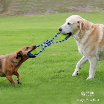 扬州仪征专业宠物训练师 宠物犬行为习惯纠正 可接送