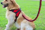 西安莲湖上门训犬 家庭狗狗行为纠正基地 接送上门