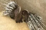 天津武清豪猪种苗哪里买