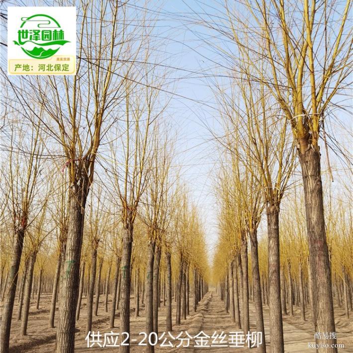 上海宝山15公分金丝垂柳树