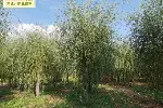 山西晋城垂柳苗圃批发