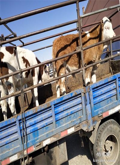 华北牲畜交易中心草地公子自然膘的多少钱一斤