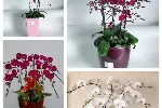 天津花卉租摆设计.绿植租摆方案.天津绿植出租业务.谷鑫亚泰花卉