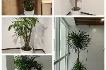 天津花卉租摆公司丨天津河西区花卉租赁公司丨花卉出租公司