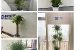 绿植租赁_植物租赁_绿植租摆_花卉租赁_天津花卉租摆_谷鑫亚泰