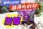 怎样选择平价美国卷耳猫猫粮？