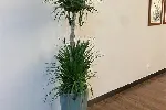 办公室花卉盆栽租赁办公楼绿植盆栽租摆天津室内植物出租公司