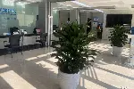天津和平区花卉租赁丨写字楼绿植租摆丨谷鑫亚泰花场丨绿植出租
