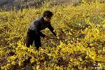 湖北本草臻源连翘授粉树配置五比一增产