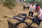 湖北本草臻源黄精冬季清园防病虫蓄肥力