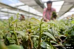 湖北本草臻源石斛三年后采收茎条老嫩分档